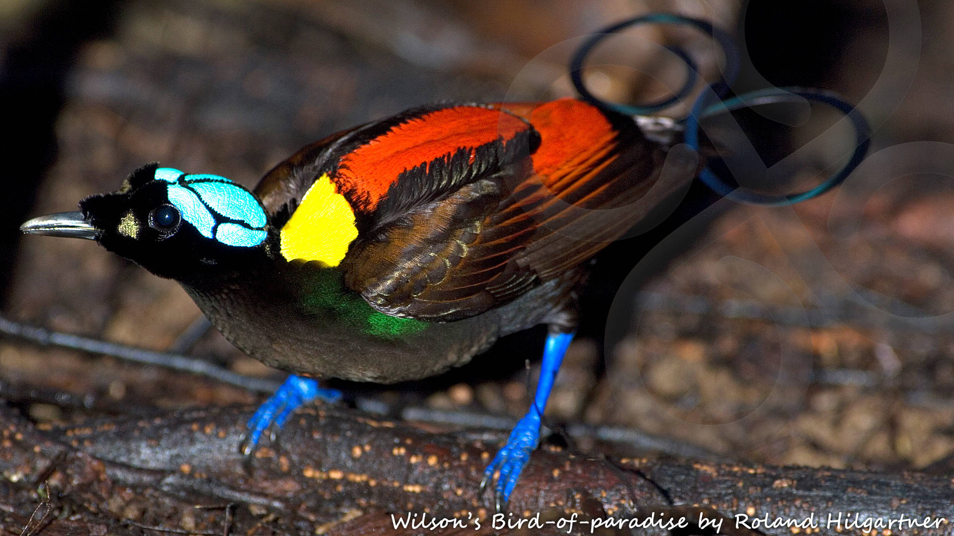 Perhaps every self-respecting world birder should at least once in a lifetime undertake the pilgrimage to the Wilson's Bird-of-paradise Diphyllodes respublica of Waigeo and Batanta in the fabled Raja Ampat or West Papuan Islands in eastern Indonesia. Copyright © Roland Hilgartner