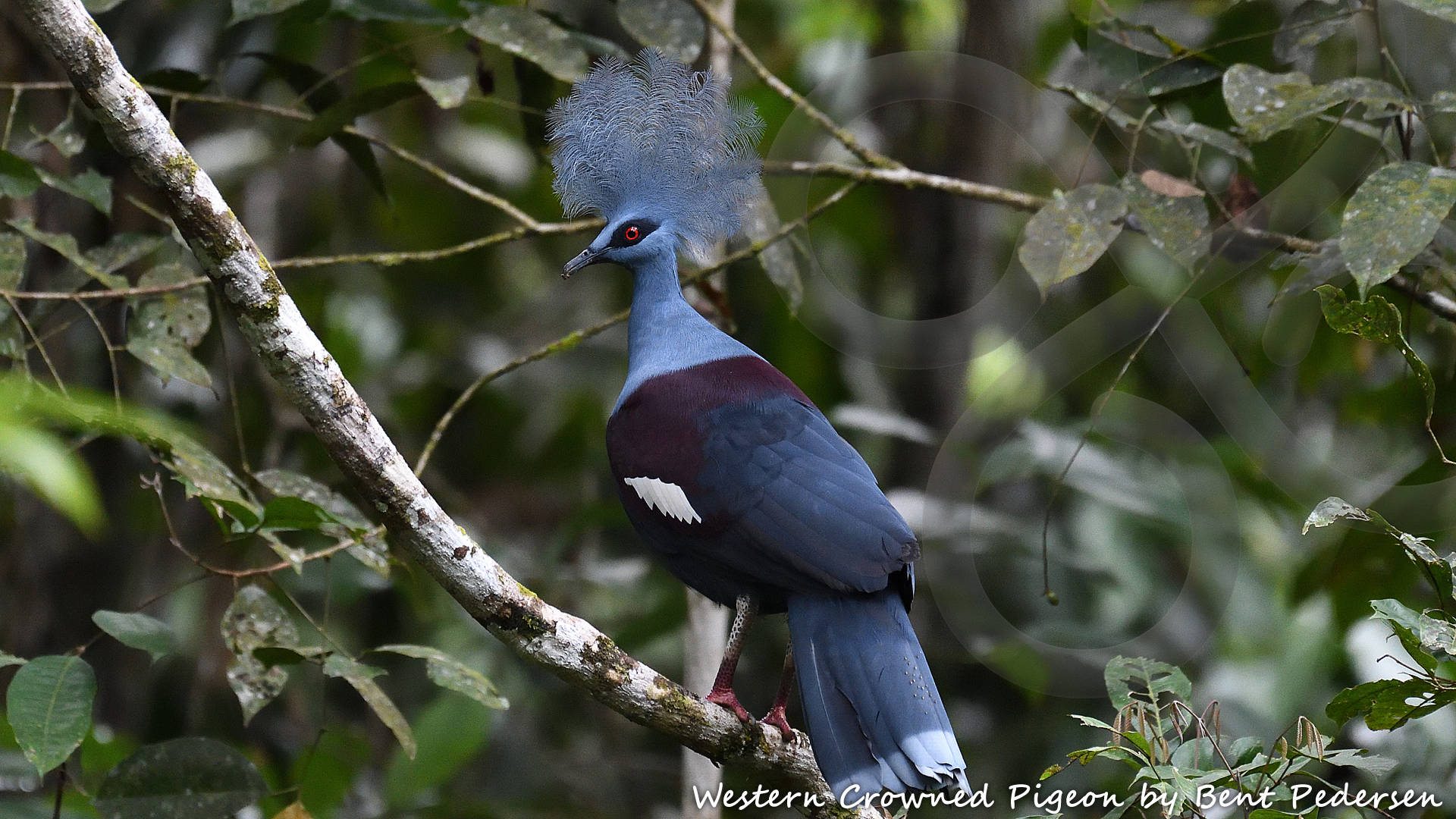 The majestic Western Crowned Pigeon Goura cristata is among 65 bird species that are endemic to West Papua and, except for an introduced population on the Moluccan island of Seram, occurs nowhere else on Earth. Copyright © Bent Pedersen